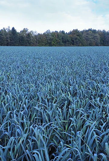 landschap_prei_small2